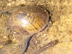 Lymnaeoidea