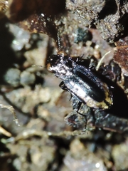 Notiophilus quadripunctatus