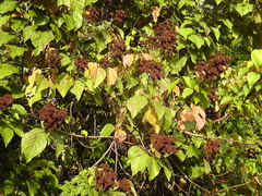 Malvales