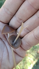 Psathyrella bipellis
