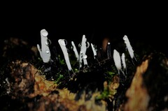 Xylaria hypoxylon