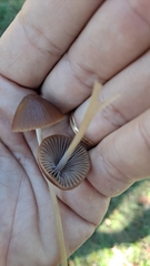 Psathyrella bipellis