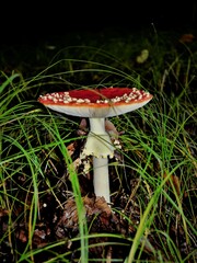 Amanita muscaria