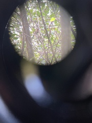 Passerella iliaca iliaca