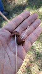 Psathyrella bipellis