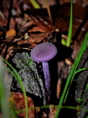 Laccaria amethystina