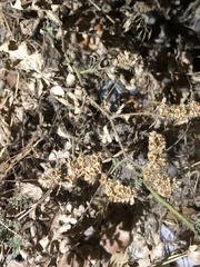 Phacelia ramosissima