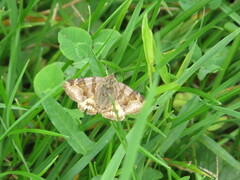 Euclidia glyphica