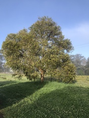 Melaleuca salicina