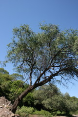 Schinus molle