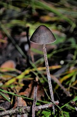 Fungi