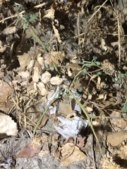 Phacelia ramosissima