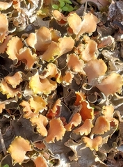 Peltigeraceae