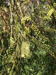 Melaleuca salicina