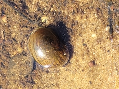 Lymnaeoidea