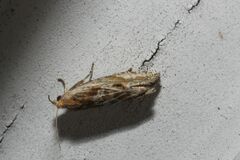 Eucosma cana