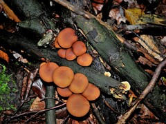 Fungi