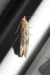 Eucosma cana