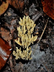 Fungi