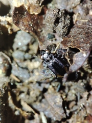 Notiophilus quadripunctatus
