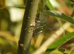 Lestidae