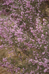 Erica hirtiflora