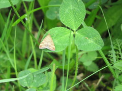 Pyrausta despicata