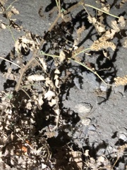 Phacelia ramosissima