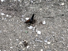 Limenitis