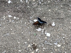 Limenitis