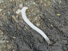 Cestoda
