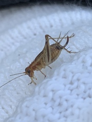 Anaxipha exigua