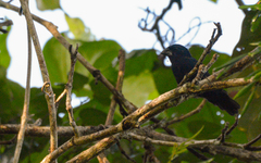 Cyanoloxia cyanoides