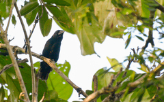 Cyanoloxia cyanoides