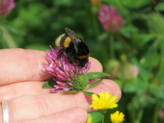Bombus terrestris