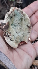 Lactarius sanguifluus