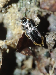 Notiophilus quadripunctatus