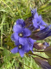 Gentianopsis crinita
