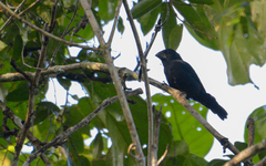 Cyanoloxia cyanoides