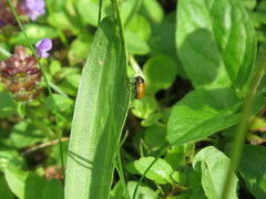 Labidostomis