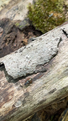 Taeniaptera trivittata