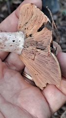 Lactarius sanguifluus