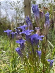 Gentianopsis crinita