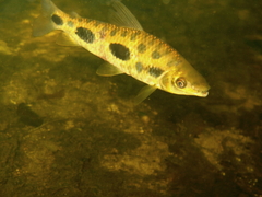 Leporinus