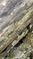 Taeniaptera trivittata
