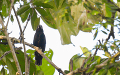 Cyanoloxia cyanoides