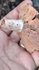 Lactarius sanguifluus