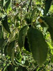 Celtis australis