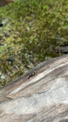 Taeniaptera trivittata