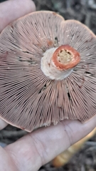 Lactarius sanguifluus